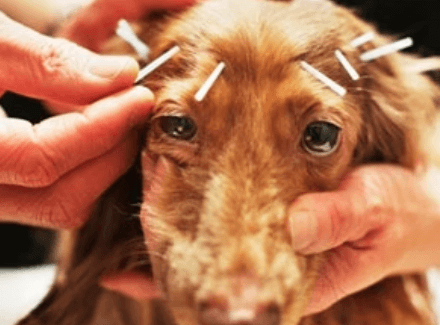 Acupuntura veterinária ganha espaço como aliada no bem-estar de cães e gatos