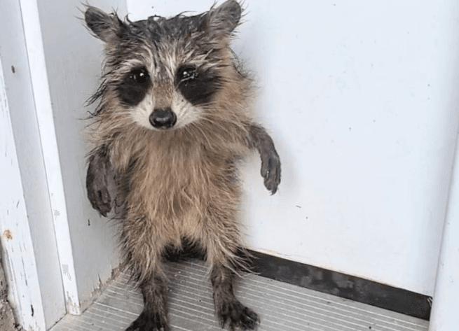 Filhotes de guaxinim e marmota são resgatados por agentes de controle animal em Massachusetts