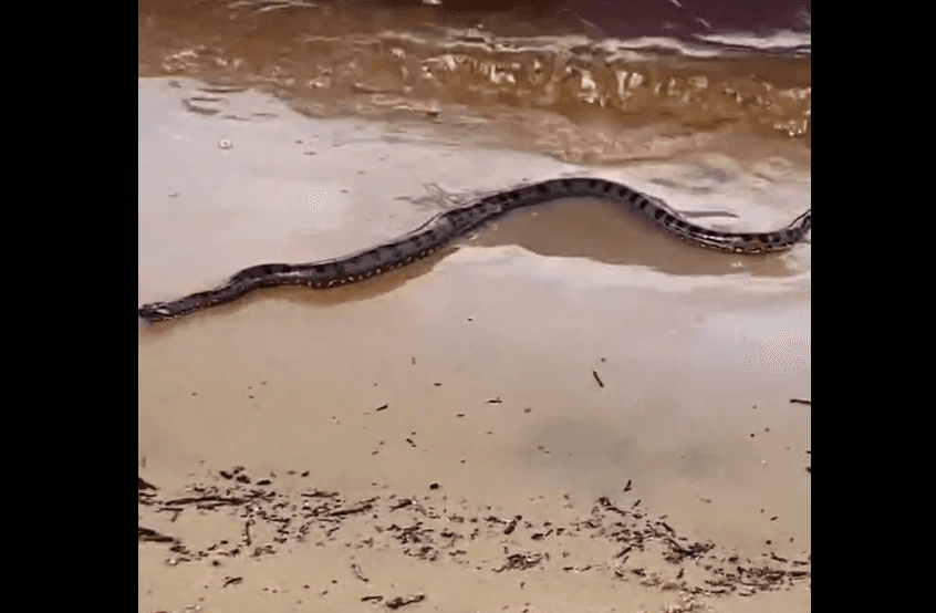 Amostradinha: sucuri rouba a cena em ensaio de noivos na Ponta Negra, em Manaus; veja