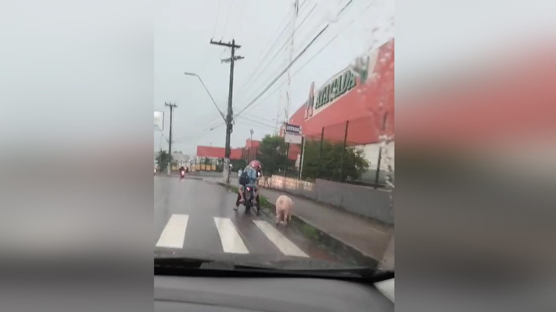Flagra curioso: porco caminha livremente por avenida movimentada em Manaus