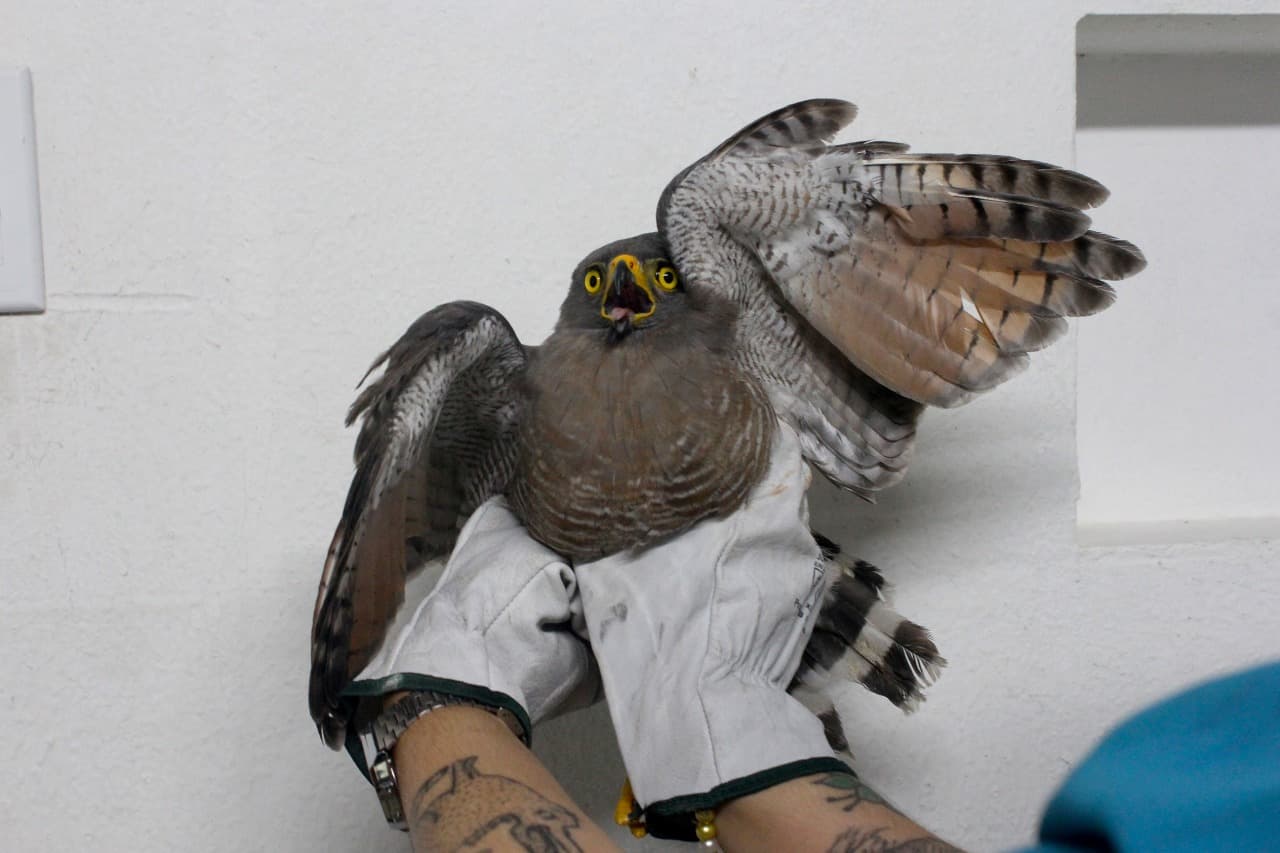 Filhote de gavião é resgatado ferido nas proximidades do Sambódromo, em Manaus