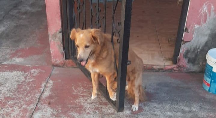 VÍDEO: Cachorro fica preso em grade após se assustar com fogos de artifício em Manacapuru