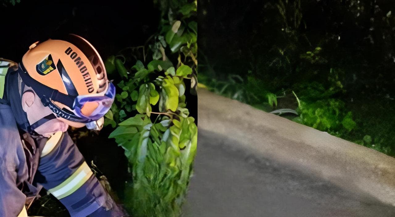 Onça-parda morre atropelada próximo à Cachoeira da Onça, em Presidente Figueiredo