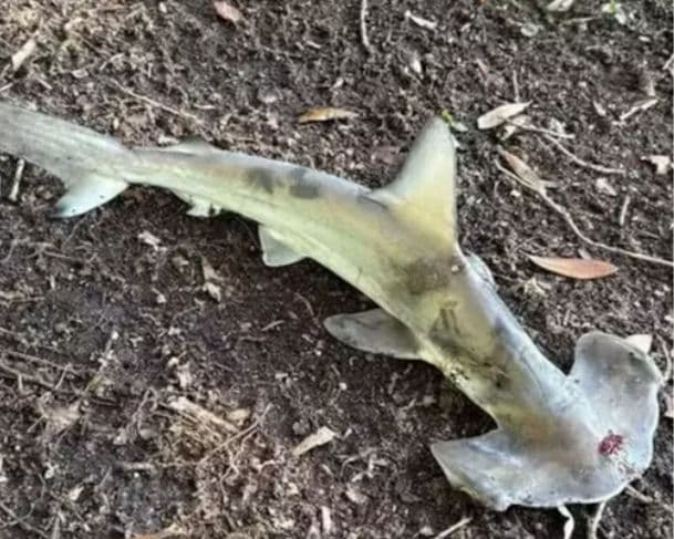 Tubarão-martelo cai do céu e assusta frequentadores de praia na Carolina do Sul