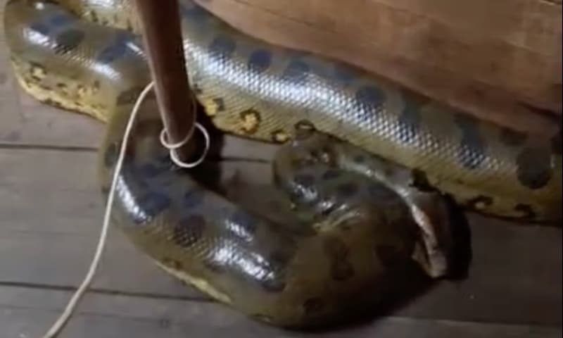 VÍDEO: Sucuri de quase 4 metros invade casa de homem no Amazonas