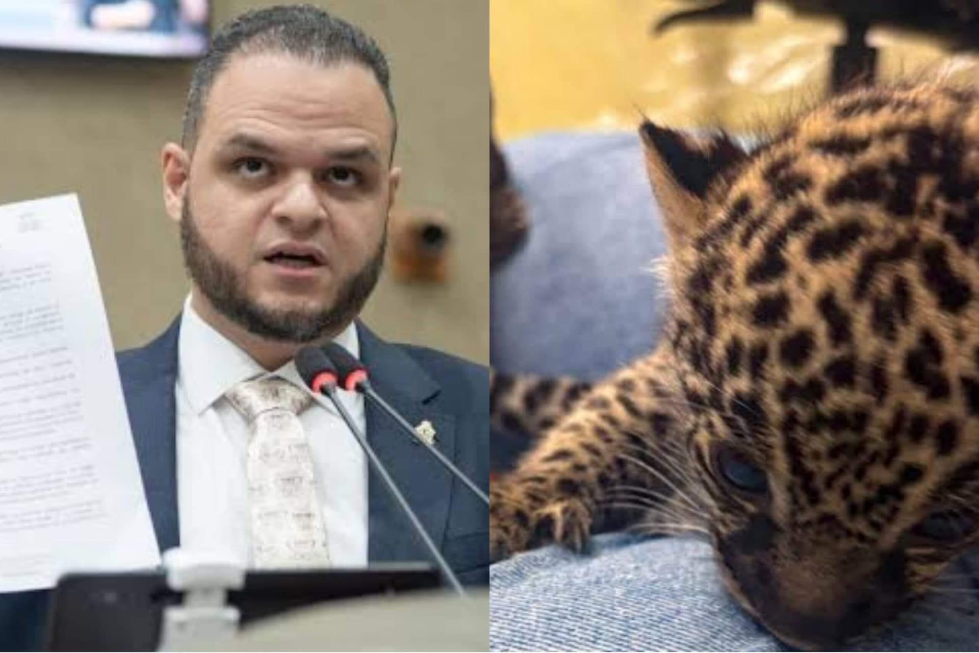 Na CMM, vereador denuncia envio de filhotes de onça de Manaus para Guarulhos com apoio do Ibama