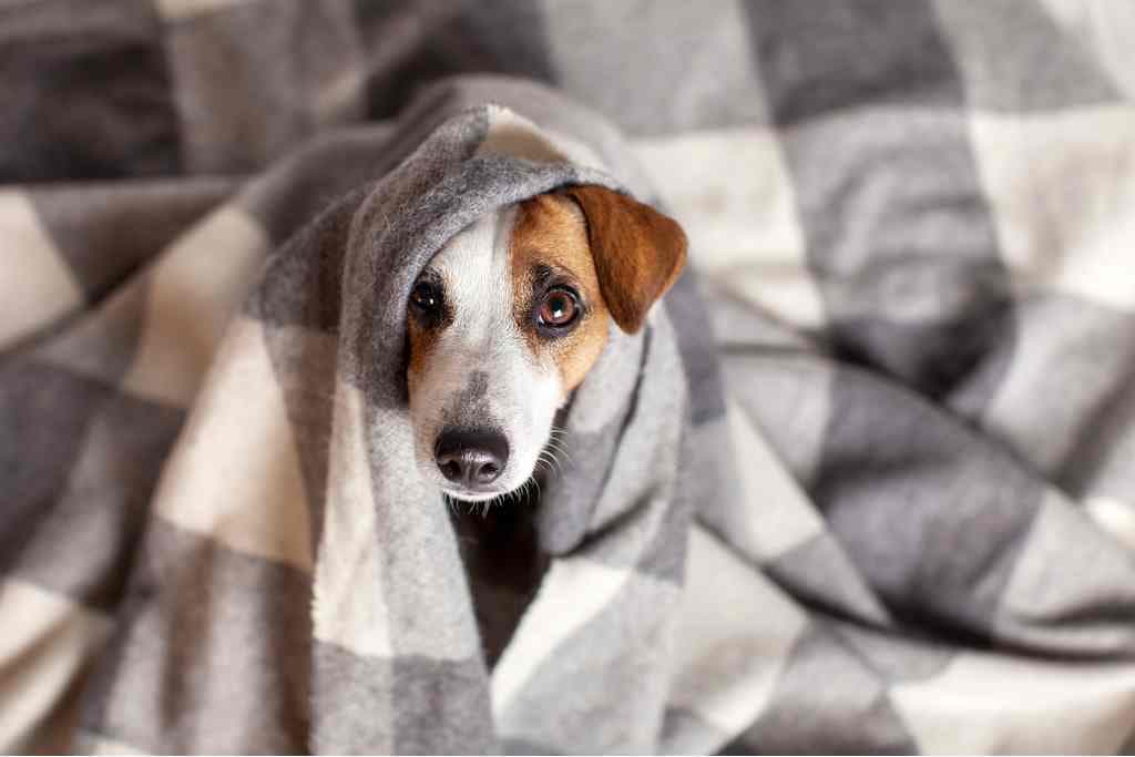 Frio deixa cachorro deprimido? Entenda as mudanças de comportamento dos pets no inverno