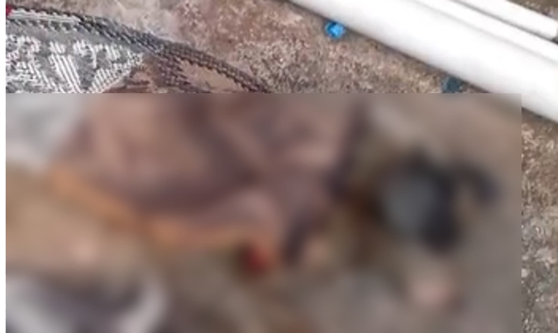 Cadela é atropelada e motorista foge sem prestar socorro na zona Leste de Manaus