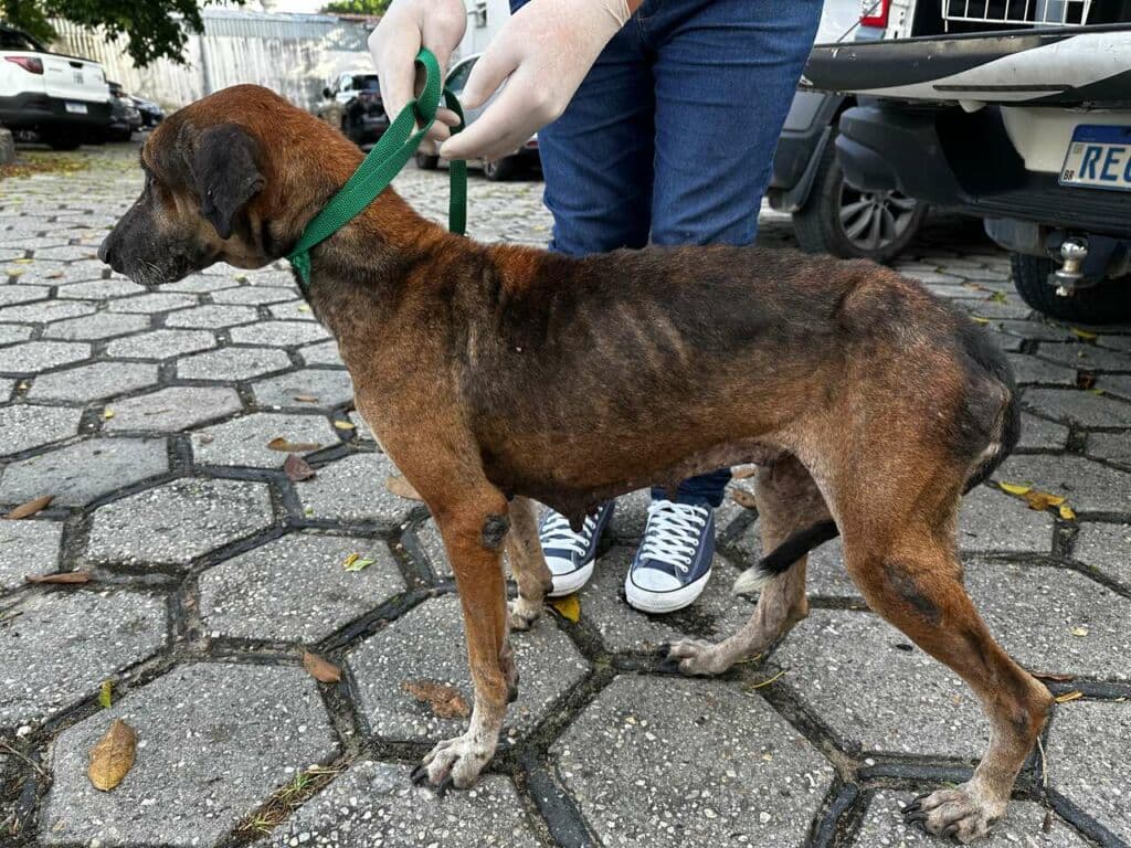 Tutor é preso por maus-tratos de cadela resgatada em situação crítica em Manaus