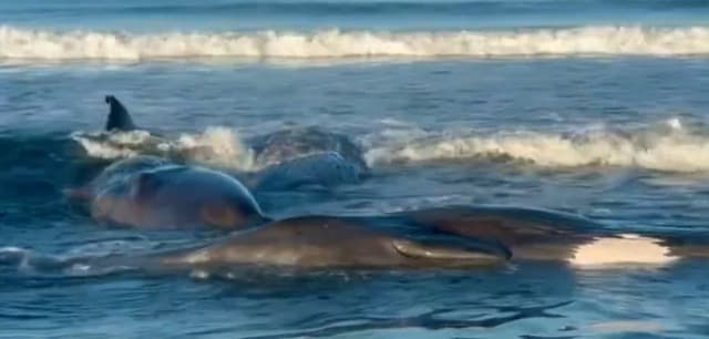Baleias são vistas encalhadas em praia do Japão após tsunami nesta quarta (30)