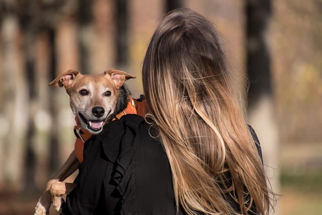 Viajar com pets exige planejamento e atenção às regras de transporte; veja quais