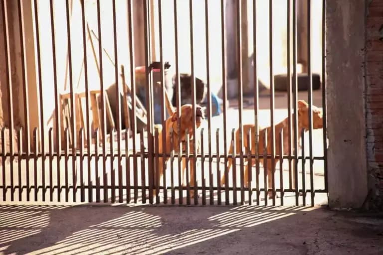 VÍDEO: Jovem é atacado por pitbulls durante entrega e sofre ferimentos graves