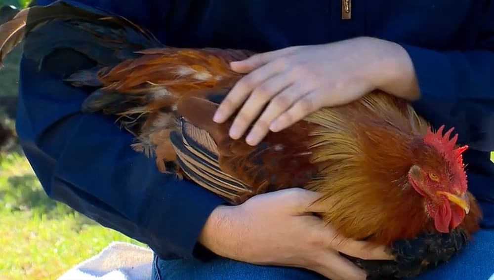 Galinha passa por ‘reversão sexual rara’ e vira galo no RS; entenda