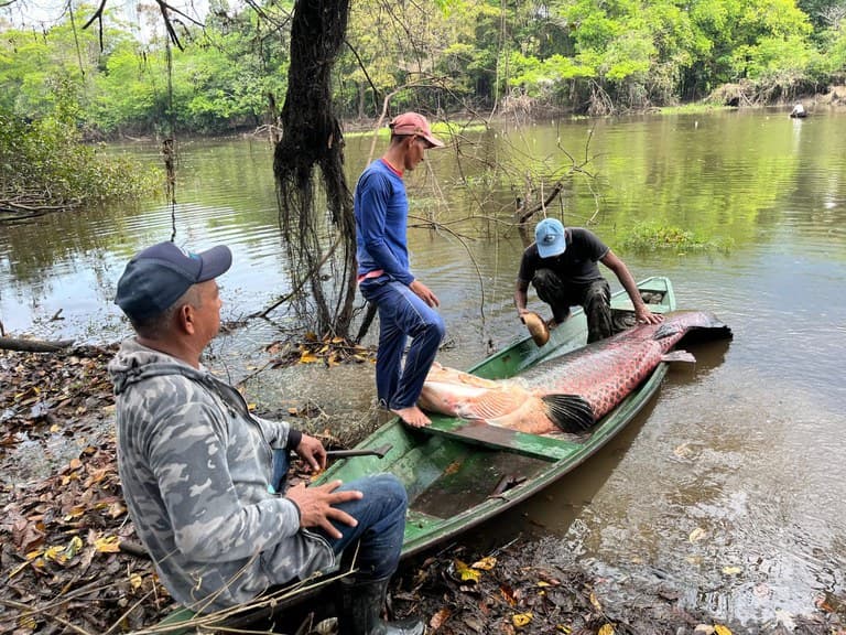 Ibama autoriza pesca sustentável de 6 mil pirarucus em Tonantins, no Amazonas