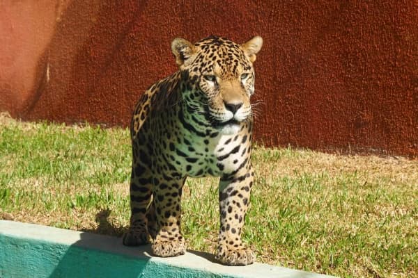 Onça-pintada, peixe-boi e outros: saiba quais animais correm risco de extinção na Amazônia