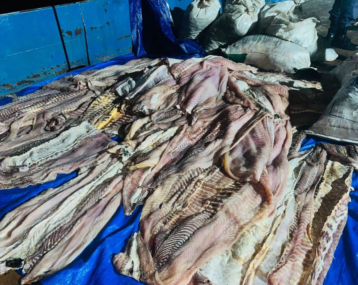 Polícia apreende mais de 250 quelônios, além de pescado e carne de caça ilegais no Amazonas