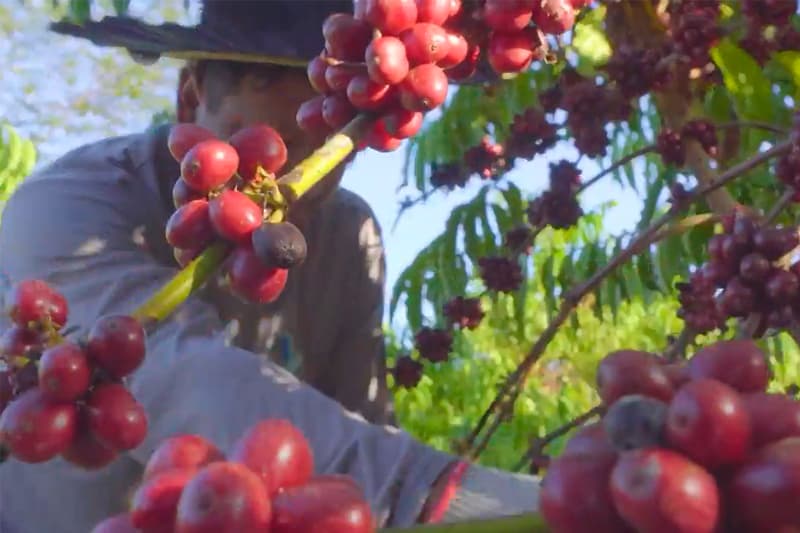 Senador do Acre propõe ‘Selo Verde’ para valorizar café sustentável da Amazônia