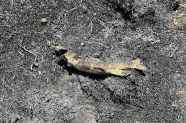 Peixe cai do céu e causa incêndio florestal no Canadá; entenda