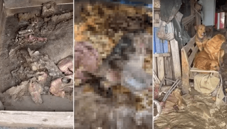 Cães mortos são encontrados em freezer e mais de 60 vivem em condições insalubres em abrigo