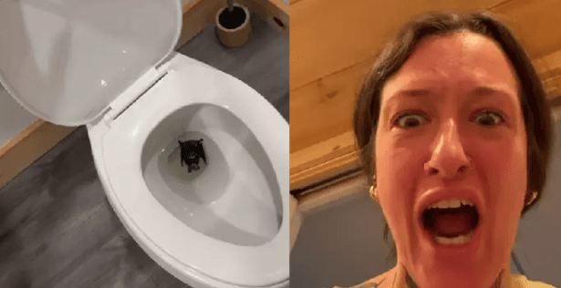 Influenciadora encontra morcego morto na privada e busca atendimento médico por risco de raiva