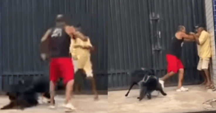 Quando a treta é dupla: tutores e cachorros brigam juntos em Belém