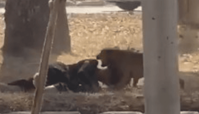 Mulher é atacada por matilha de cães em Ceilândia