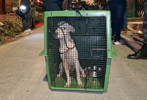 Dona é presa após resgate de cadela que comia restos de outro cão em Manaus