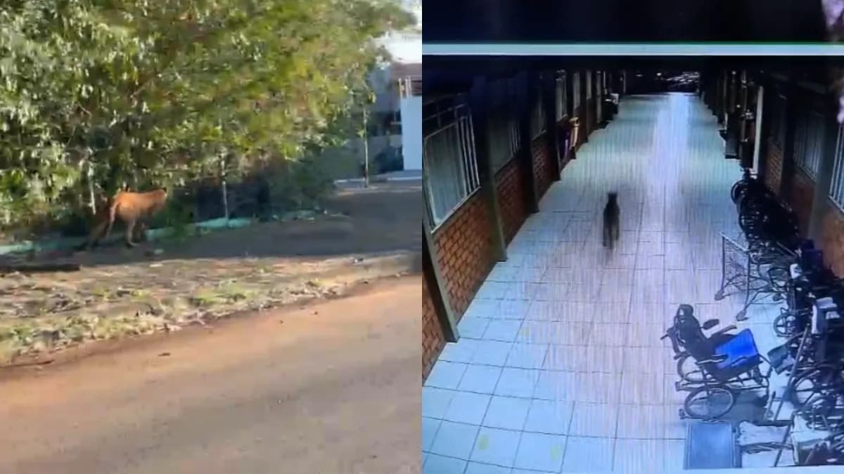 VÍDEO: Onça-parda é flagrada caminhando em pátio de escola no Paraná