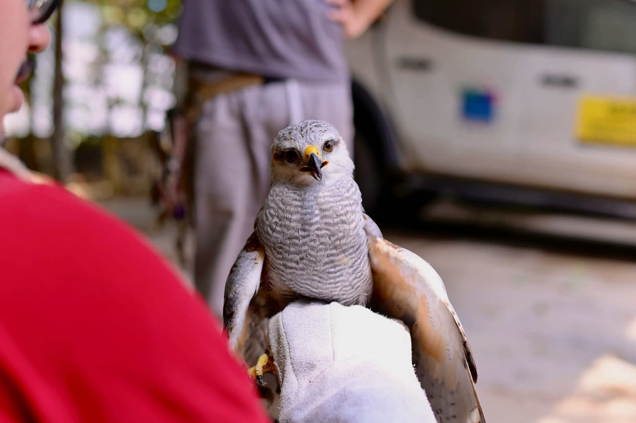 Gavião-pedrês e filhotes de aracuã são resgatados em Manaus pelo Ipaam