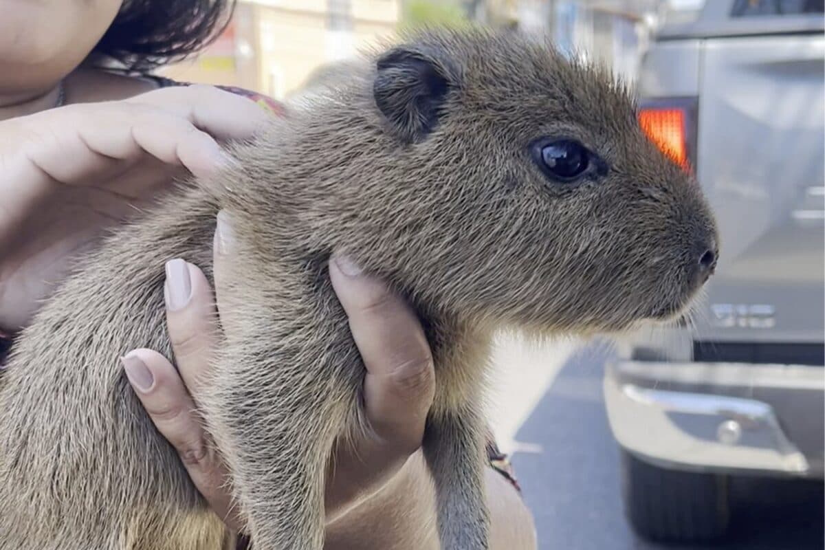Filhote de capivara é resgatado após ser vendido por R$ 20 por morador de rua em Manaus