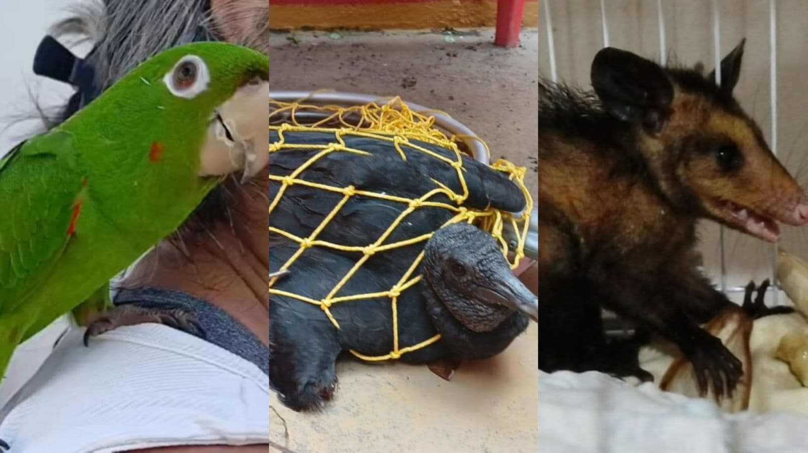 Animais silvestres são resgatados em diferentes bairros de Manaus