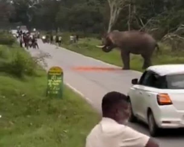 Turista tenta tirar selfie com elefante e acaba pisoteado em reserva natural