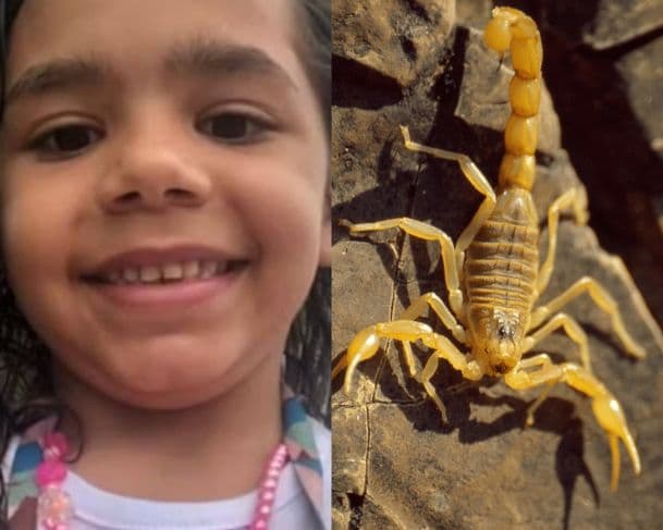Criança de 8 anos morre vítima de picada de escorpião