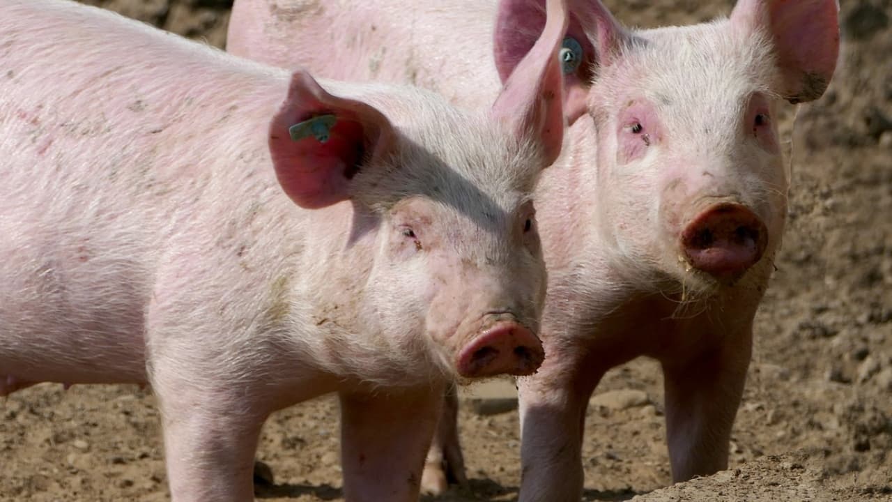 Fazendeiro é acusado de matar duas mulheres e jogar os corpos aos porcos na África do Sul