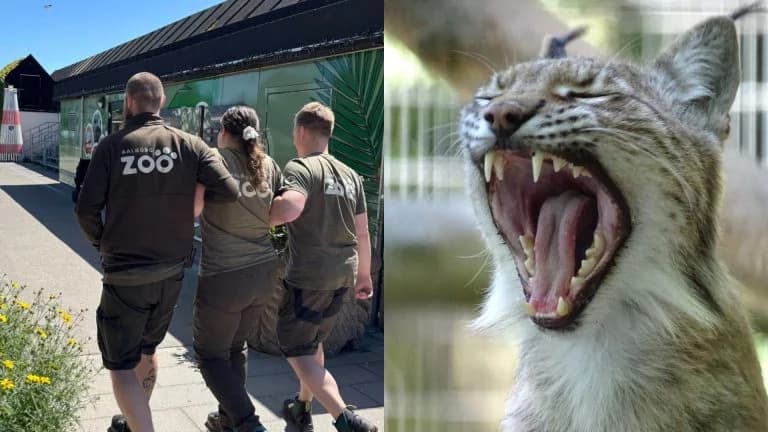 Zoológico na Dinamarca causa polêmica ao pedir que pessoas doem seus pets para alimentar predadores