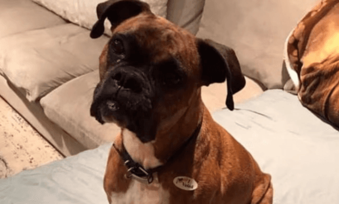 Mulher é acusada de fraudar eleições nos EUA ao registrar cadela como eleitora