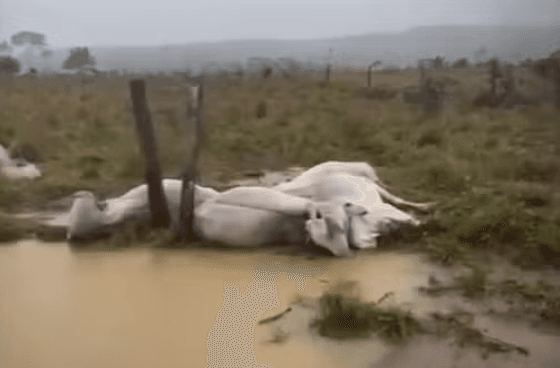 Raio mata 10 bois durante temporal no Amazonas; vídeo