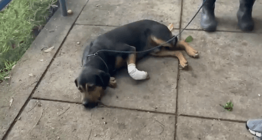 Cachorro é baleado por traficantes em Irajá no RJ