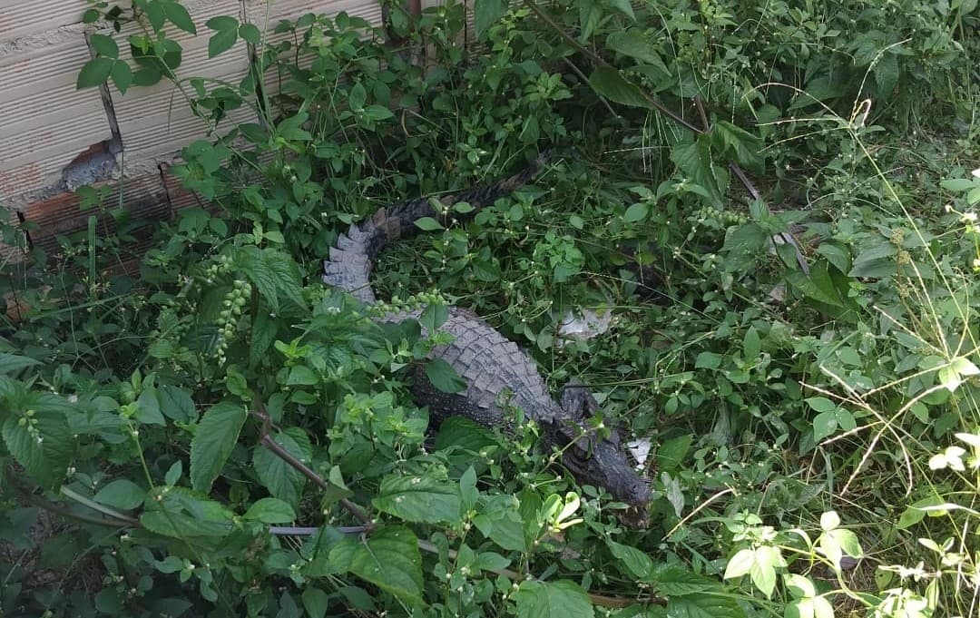 Ipaam resgata 28 animais silvestres em Manaus durante o mês de agosto