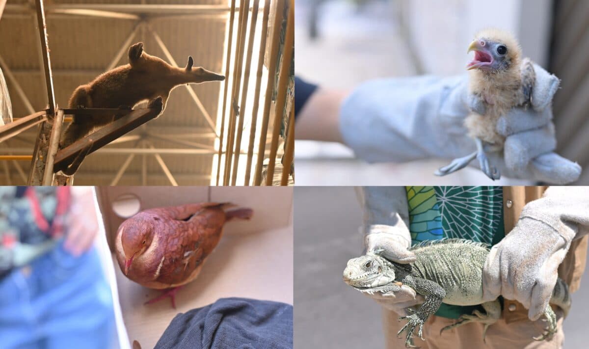 Pariri, iguana, gaviões-pedrês e tamanduá são resgatados em Manaus