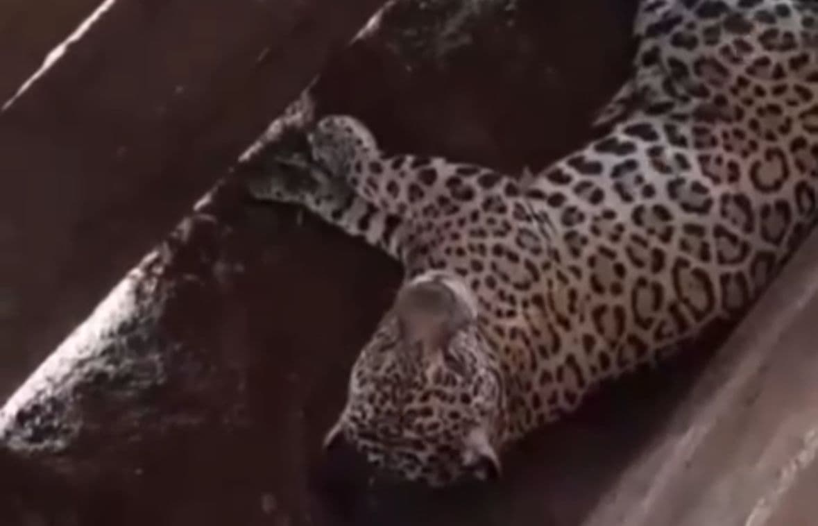 VÍDEO: Onça é encontrada dormindo em curral e ataca trabalhadores no Mato Grosso