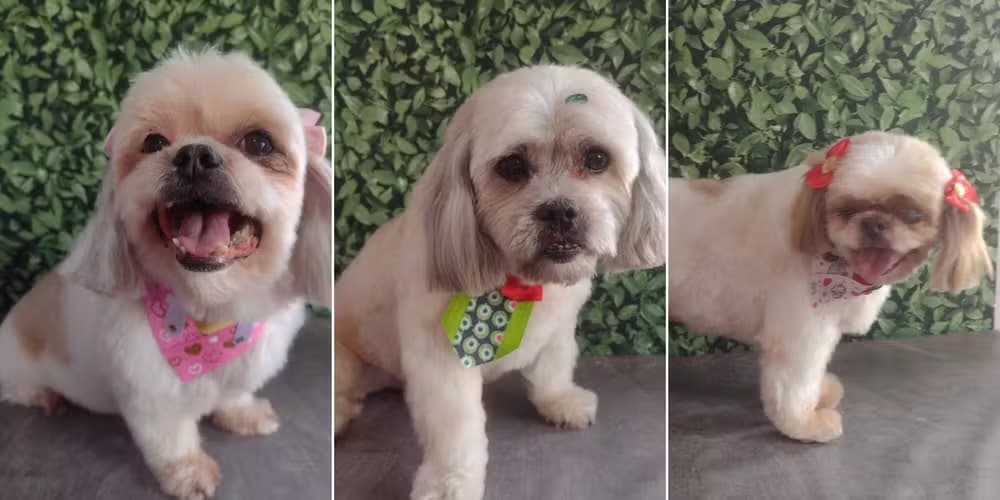 Três cachorros morrem dentro de carro de pet shop em SP