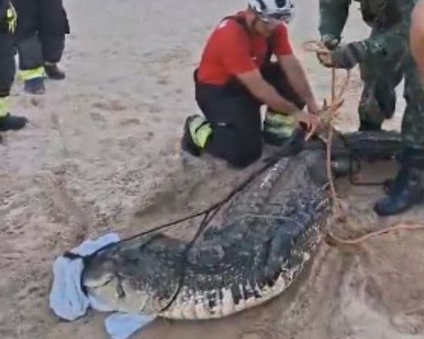 Bombeiros capturam jacaré gigante encontrado na Praia da Ponta Negra em Manaus