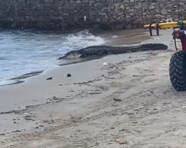 Jacaré gigante aparece na praia da Ponta Negra nesta segunda-feira