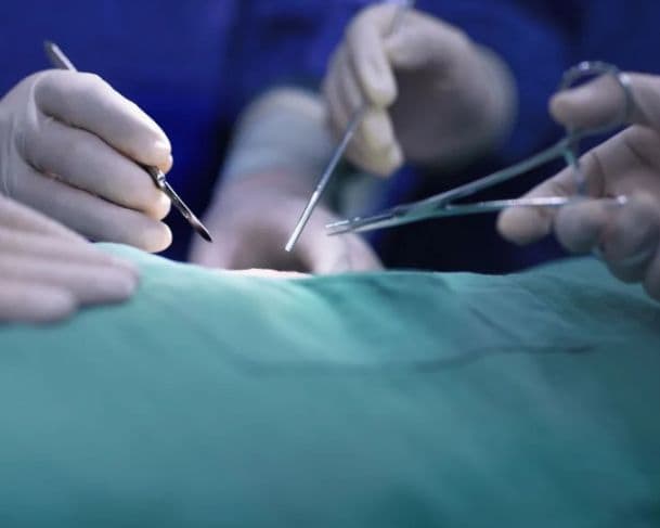 Testes clínicos de transplante de rins de porcos em humanos são autorizados nos EUA