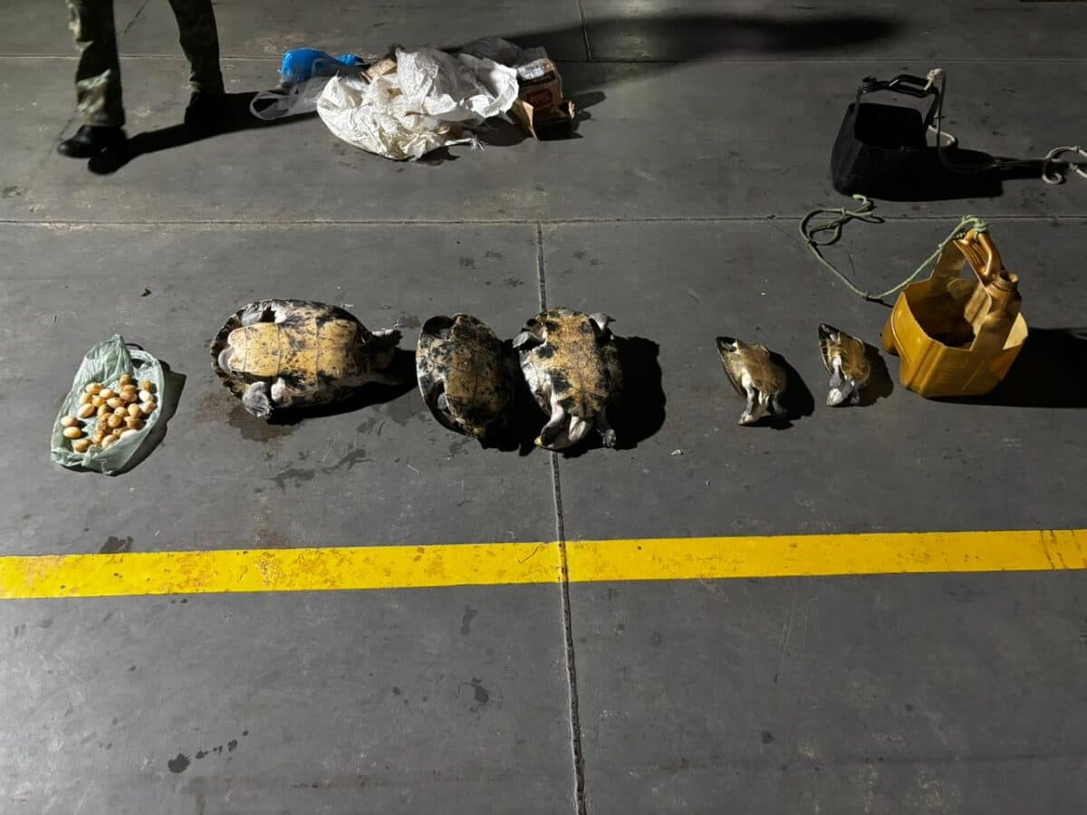 Polícia apreende 30 quelônios e 20 ovos de tracajá em embarcação no Amazonas