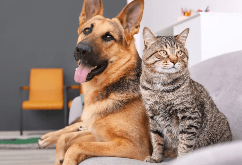 Do espaço pet à adoção responsável: parlamentares do AM fortalecem políticas em defesa dos animais