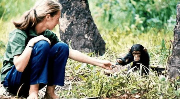 Morre Jane Goodall, defensora do meio ambiente e ‘amiga dos chimpanzés’