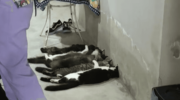 Trio é preso por vender sangue de gato no interior em SP