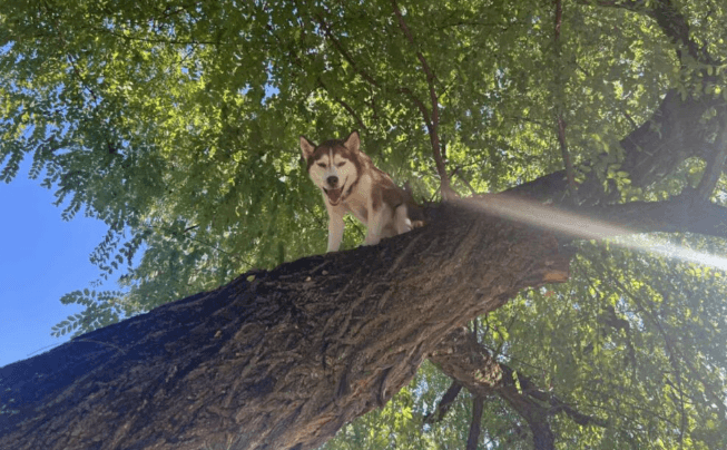 Husky “alpinista” é resgatada de árvore após perseguir esquilo nos Estados Unidos